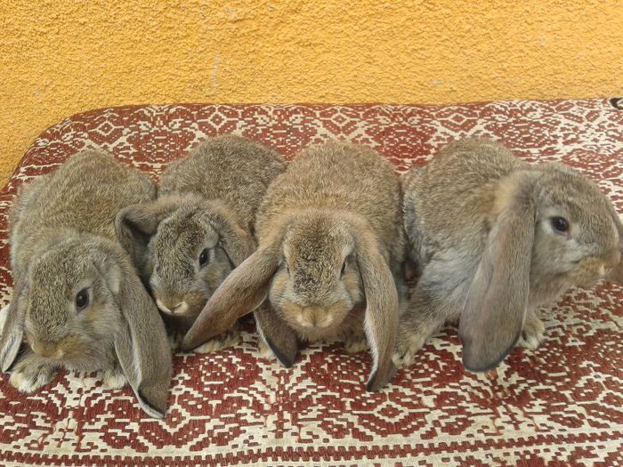 4 masculi 2 luni aprox; Tatal este masculul Galben de la matca berbec varsta 8 luni ambi parinti prima fatare
