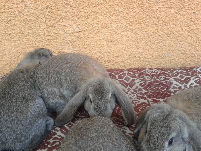 tot ei; Tatal este masculul Galben de la matca berbec varsta 8 luni ambi parinti prima fatare
