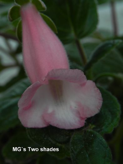  - MG s sinningia hybrids