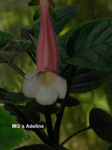 - MG s sinningia hybrids