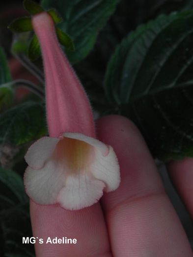  - MG s sinningia hybrids