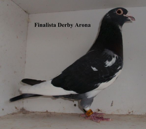 WIMI FINALIST DERBY ARONA 2010