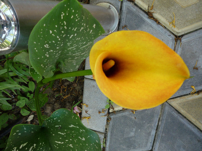 original 559 - AA foto 2013