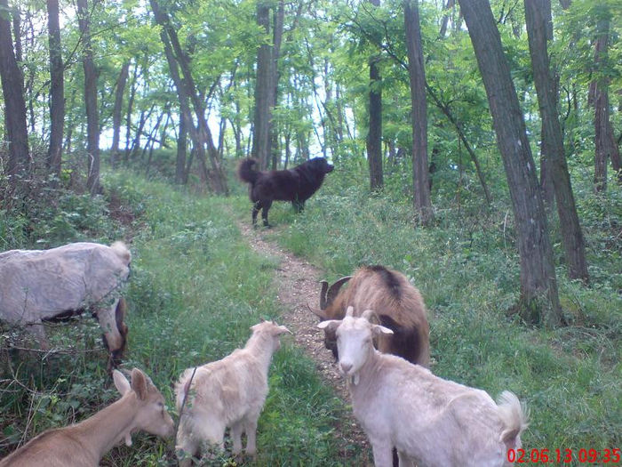  - D2 CAINI CIOBANESTI DIN ALTE ZONE