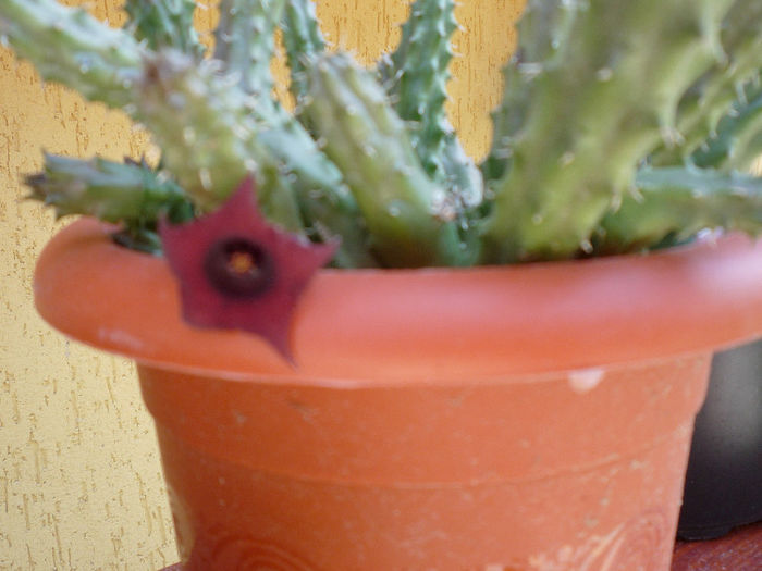 original 568 - aaaaCactusi si suculente 2013