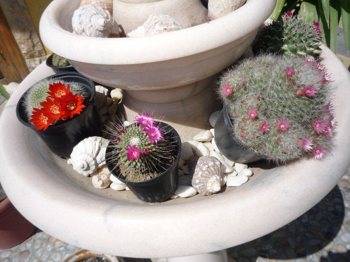 original 571 - aaaaCactusi si suculente 2013