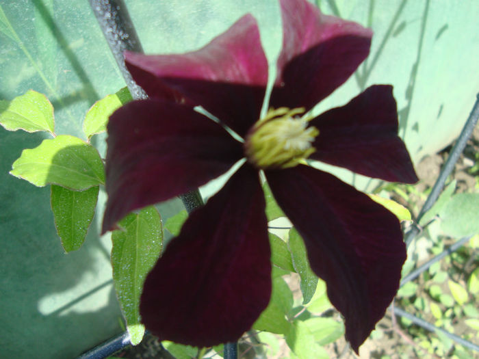 DSC08676 - clematite