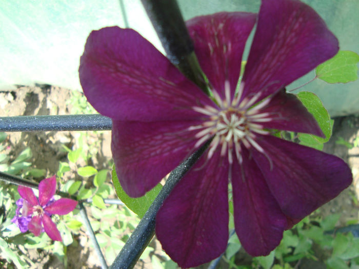 DSC08675 - clematite