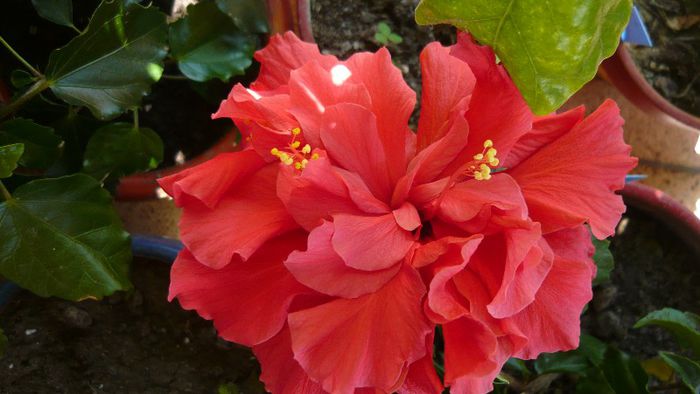 Picture 3417 - x 2013 Hibiscus rosa sinesis