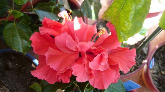 Picture 3418 - x 2013 Hibiscus rosa sinesis