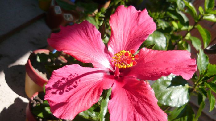 Picture 3413 - x 2013 Hibiscus rosa sinesis
