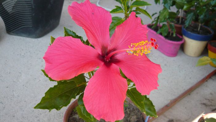 Picture 3414 - x 2013 Hibiscus rosa sinesis