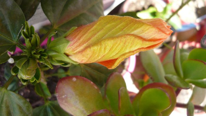 Picture 3455 - x 2013 Hibiscus rosa sinesis