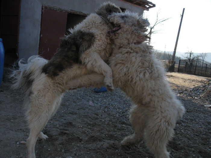 IMG_0944 - ciobanesc de bucovina