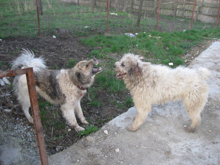 IMG_1021 - ciobanesc de bucovina