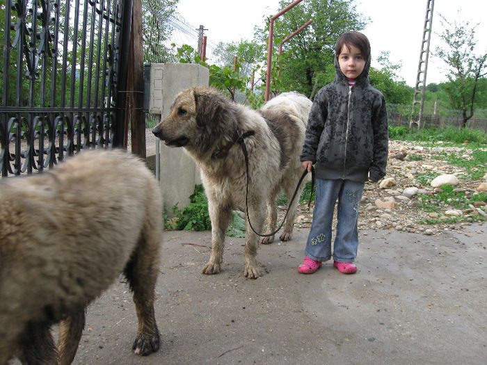 IMG_1039 - ciobanesc de bucovina