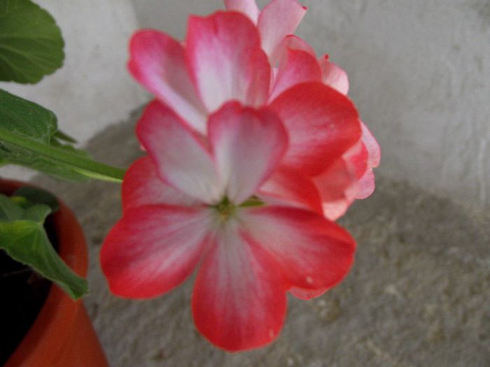 orange bicolor 1