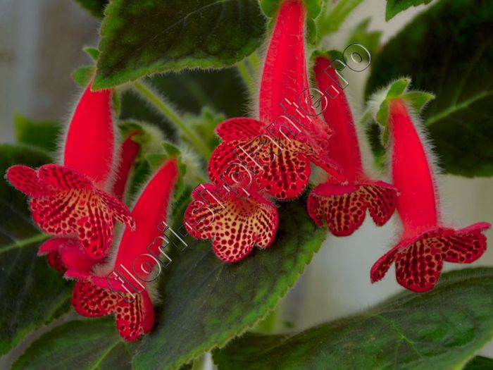 Kohleria Cecilia (ni) - KOHLERIA II
