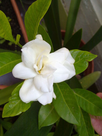 gardenia infloreste in sfarsit