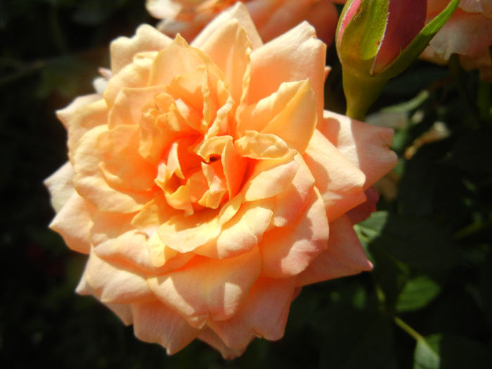 Orange Miniature Rose (2013, Jun.04)