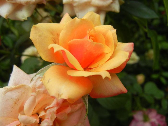 Orange Miniature Rose (2013, Jun.08)