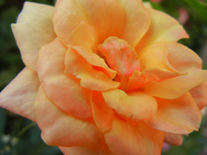 Orange Miniature Rose (2013, Jun.09)