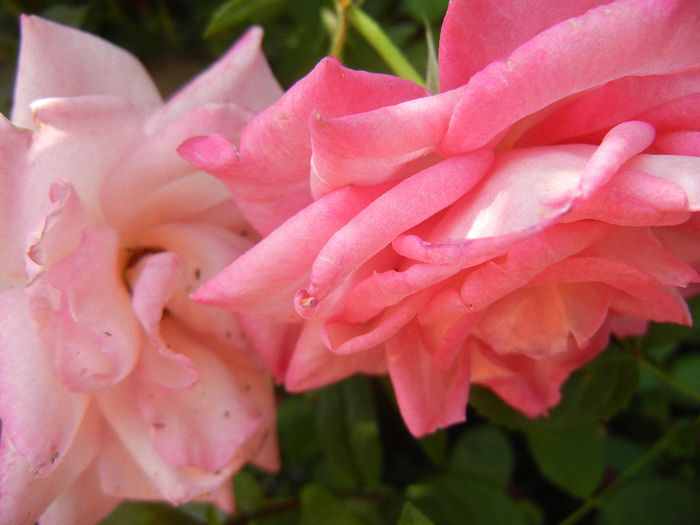 Pink Miniature Rose (2013, Jun.04)