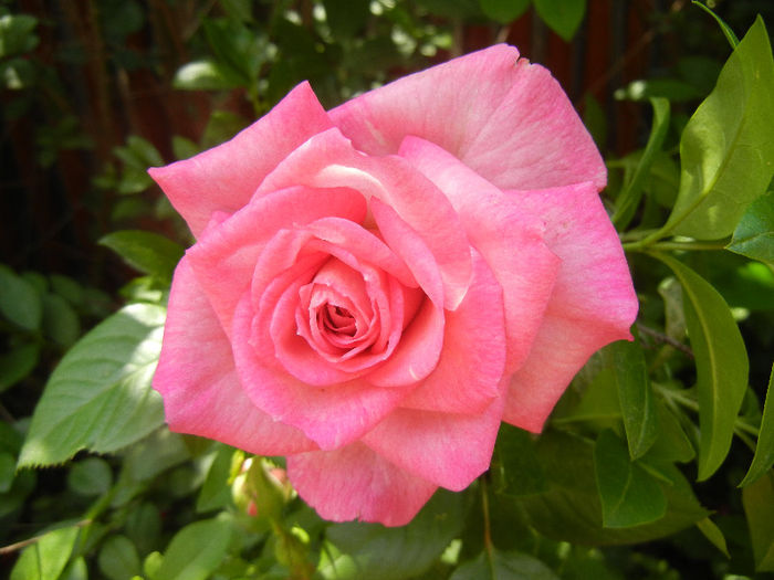 Pink Miniature Rose (2013, Jun.04) - Miniature Rose Pink