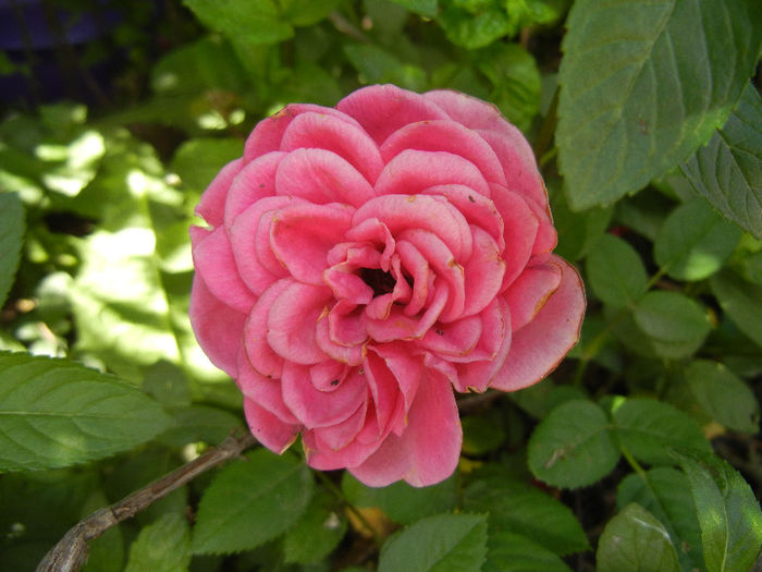 Pink Miniature Rose (2013, Jun.04) - Miniature Rose Pink