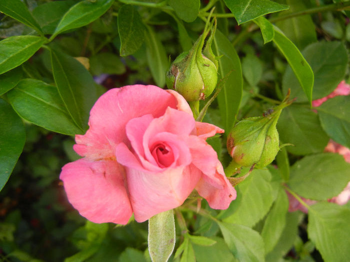 Pink Miniature Rose (2013, Jun.09) - Miniature Rose Pink