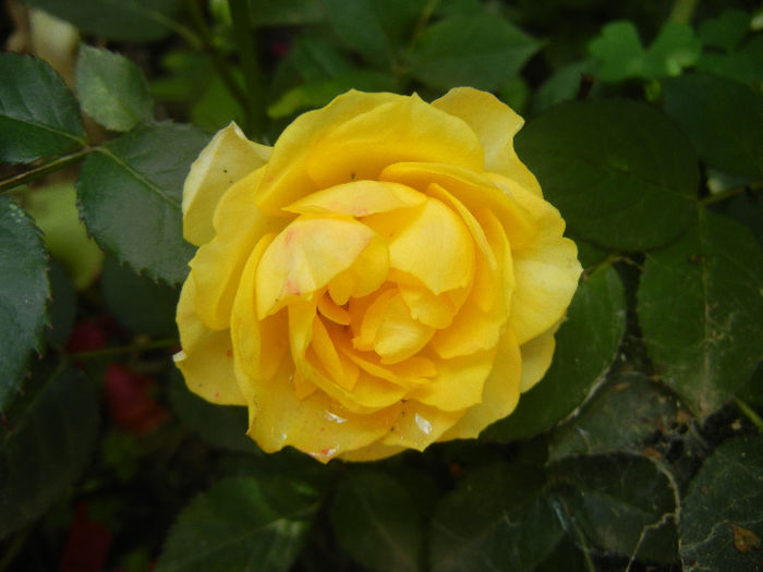 Yellow Miniature Rose (2013, Jun.04)