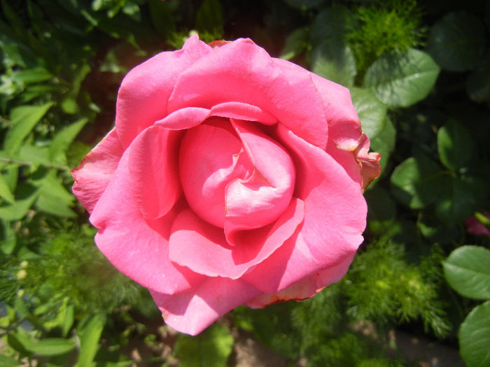 Rose Pink Peace (2013, June 04) - Rose Pink Peace