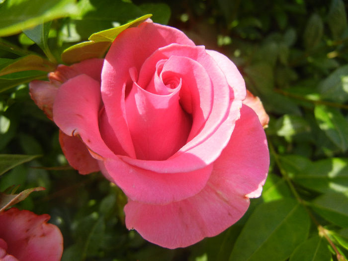 Rose Pink Peace (2013, June 04) - Rose Pink Peace