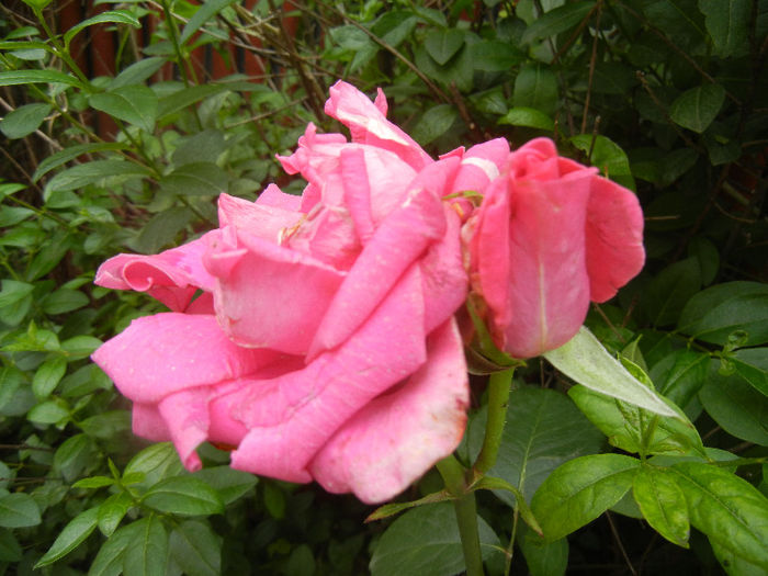 Rose Pink Peace (2013, June 08)