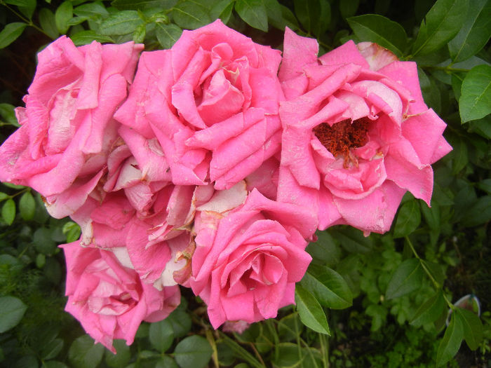 Rose Pink Peace (2013, June 08)