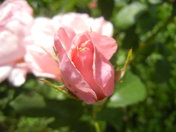 Rose Queen Elisabeth (2013, Jun.09) - Rose Queen Elisabeth