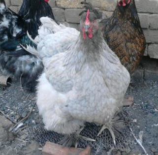 IMG_20130406_152152-1