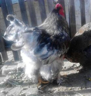 IMG_20130413_171901-1