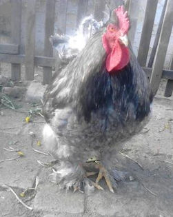 IMG_20130413_172122-1