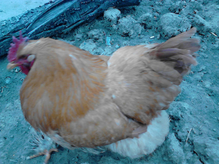 IMG_20130324_092042; cochin urias galben 2012
