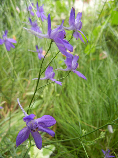 Delphinium consolida (2013, June 08) - Delphinium consolida