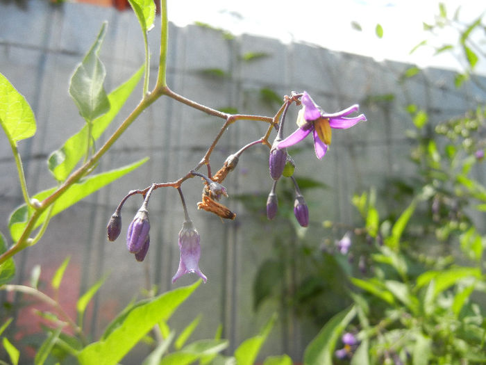 Solanum dulcamara (2013, June 04) - Solanum dulcamara