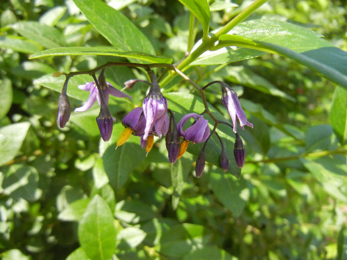 Solanum dulcamara (2013, June 04) - Solanum dulcamara