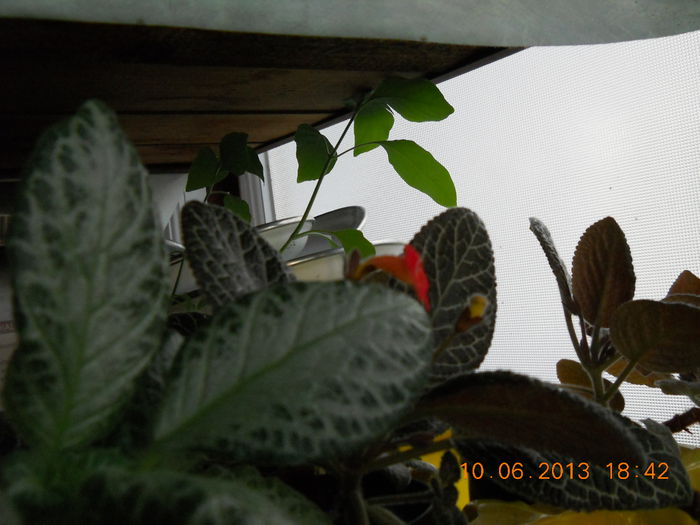 006 - EPISCIA 2013