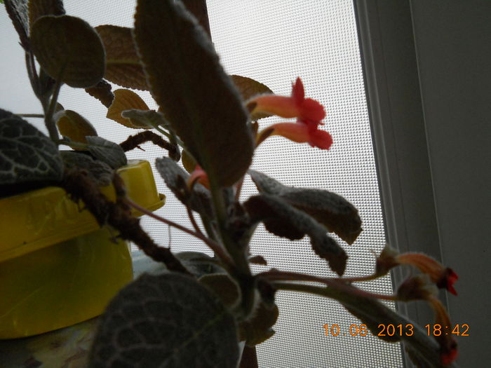 007 - EPISCIA 2013