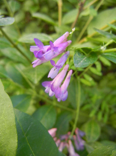 Vicia villosa (2013, June 09)