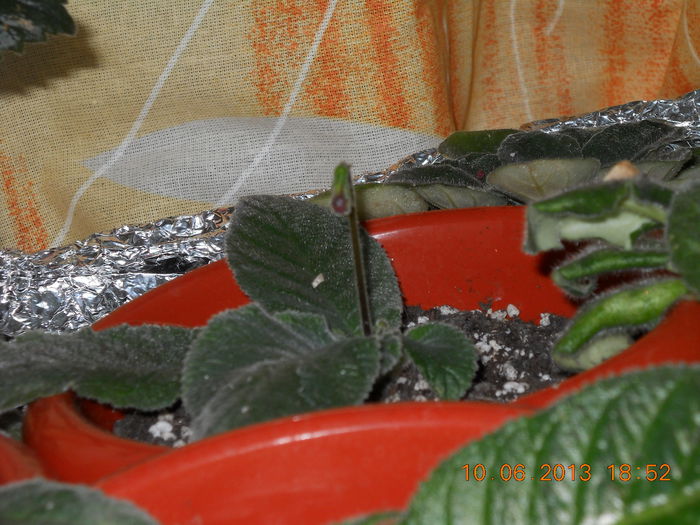 018 - STREPTOCARPUS 2013