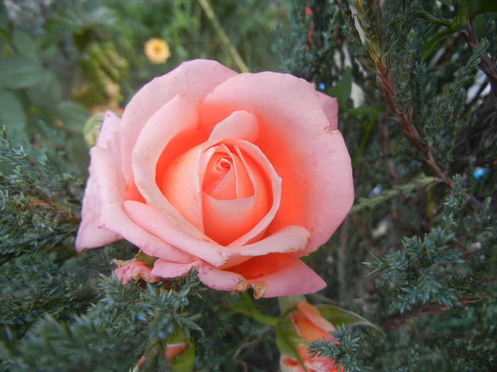 Bright Salmon Rose (2013, June 04)