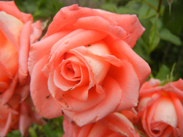 Bright Salmon Rose (2013, June 08)