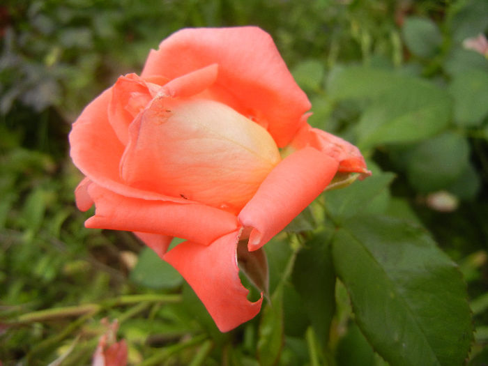 Bright Salmon Rose (2013, June 08) - Rose Salmon Bright